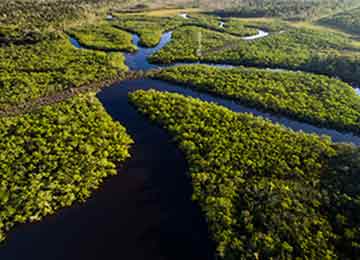 Why The Amazon Matters